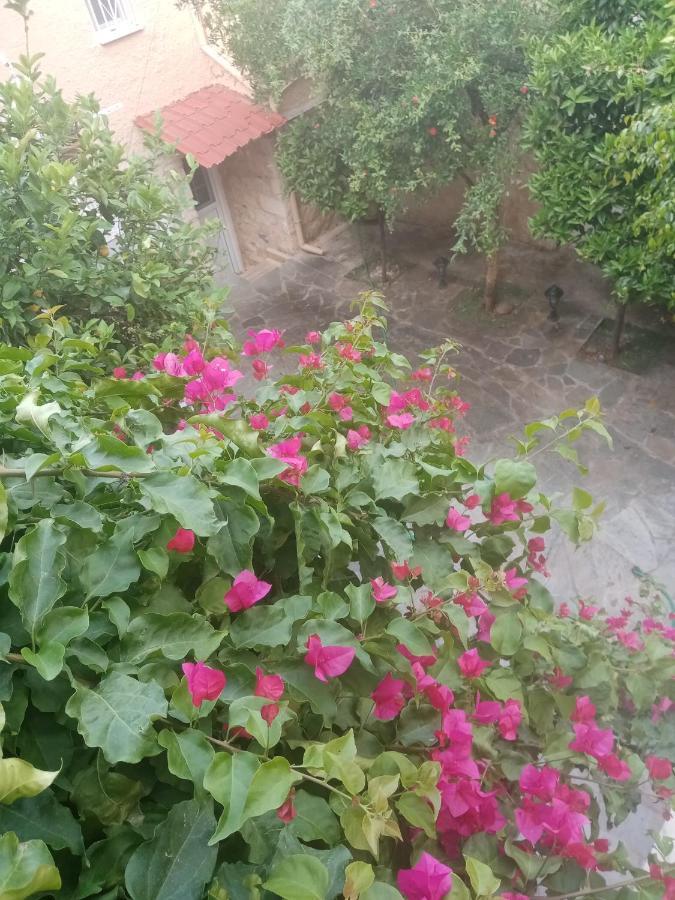 Aegina'S Flowers House Eksteriør bilde